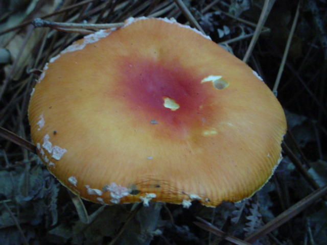 Amanite tue-mouches dlave par la pluie et dcolore par le soleil 