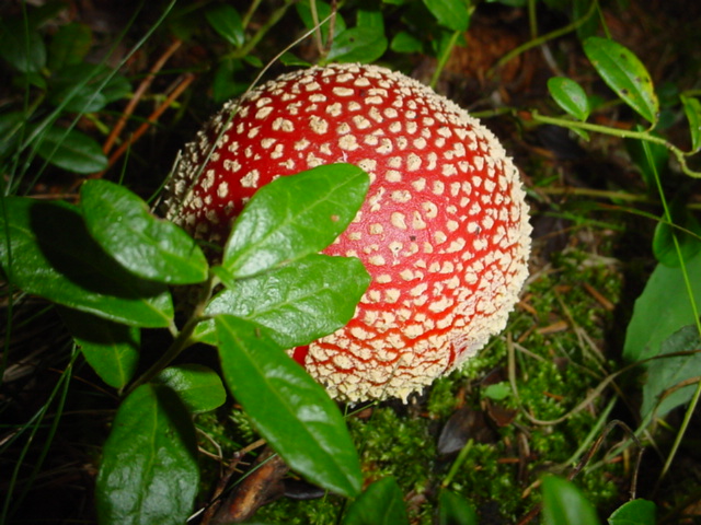 jeune amanite mt lozere 270903
