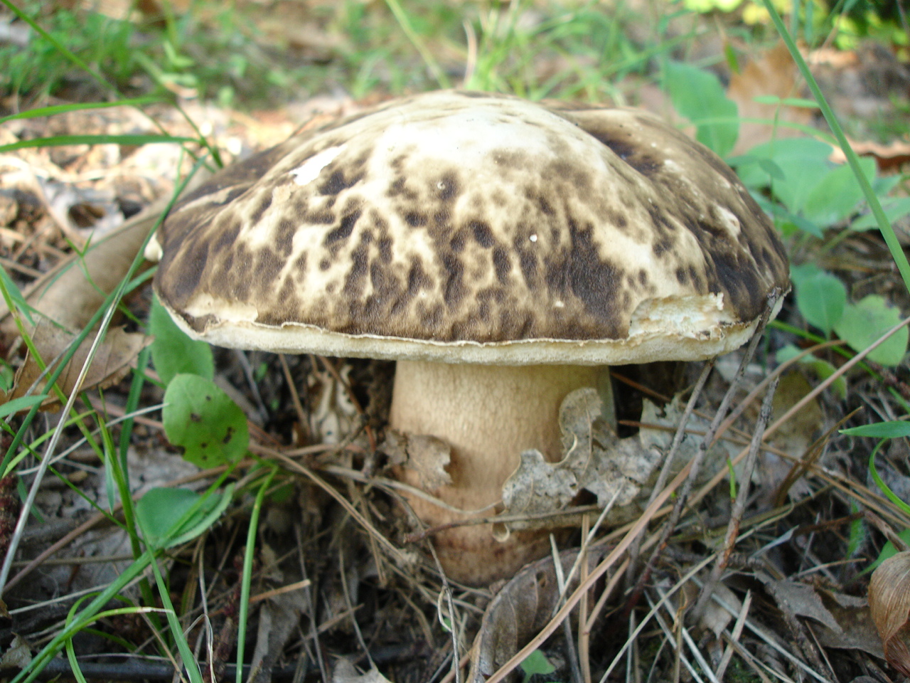 Cèpe noir sur une crête exposée plein sud, septembre 2005