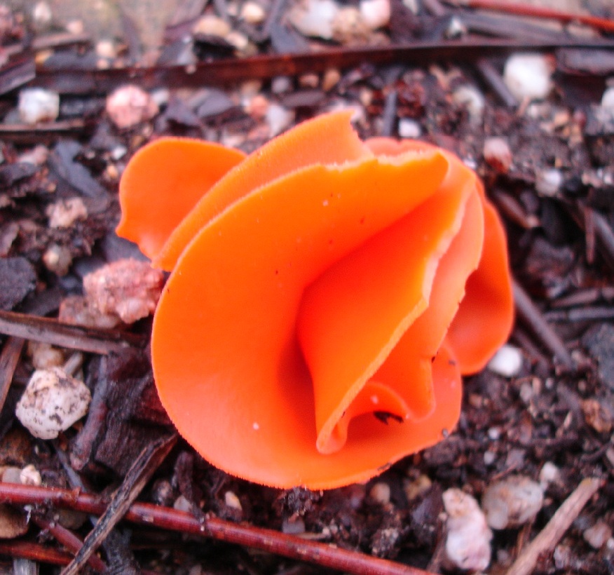 Pezize orange, 9 octobre 2014