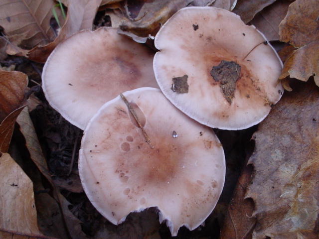 3 pieds bleus parmi une douzaine en rond nov 2001
